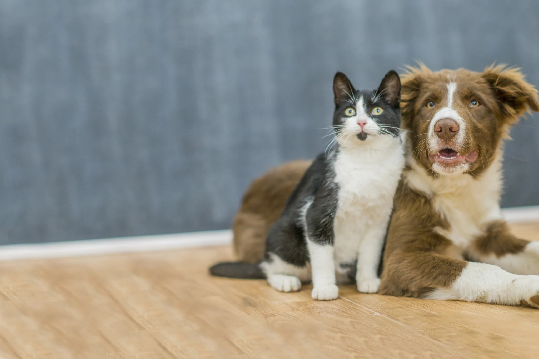 Ocoee Animal Hospital