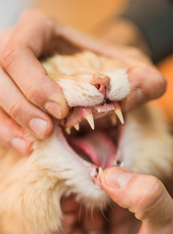 Cat Teeth Cleaning