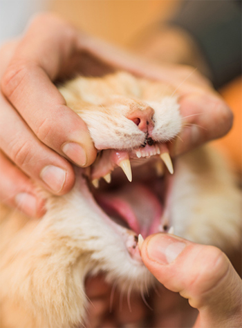 pet dental care ocoee fl