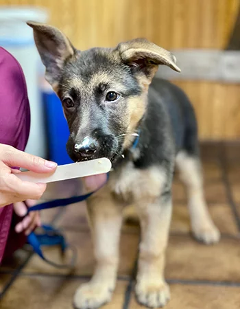 Cat And Dog Teeth Cleaning In Ocoee Fl